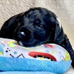 Bordoodle Puppies from Smarti Doodles