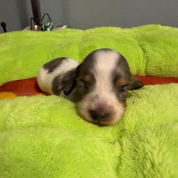 Andes - Dapple male Dachshund puppy in Irving, Texas from DFW Dachshunds by G & S