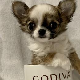 Chihuahuas from Sapphire Chihuahuas