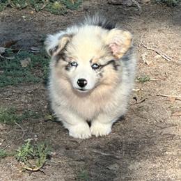 Frappe - Blue merle and white female American Corgi puppy in Bayard, Nebraska from Puppies by Alies