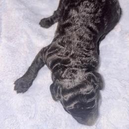Apollo - Blue male Poodle puppy in Meadowbrook, California from Standard Poodle Pups