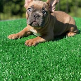 Chi-Chi - Blue fawn French Bulldog puppy in Texas from Anime Exotic Kennels