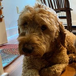 DUBLIN - Goldendoodle