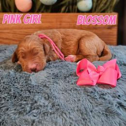 Blossom - Apricot female Goldendoodle puppy in Haughton, Louisiana from Bailey’s Cajun Canines