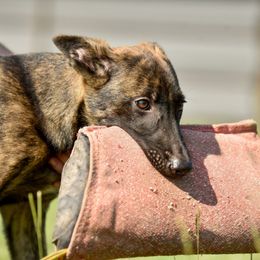 Belgian Malinois and xDutch Shepherd Puppies from Ruach Kaizen Malinois