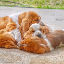 Basset Hounds from Out West Bassets