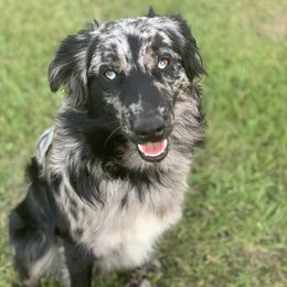 General  - Miniature Australian Shepherd