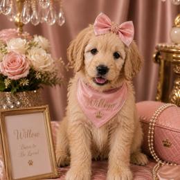 Pink collar - Cream female Goldendoodle puppy in Aurora, Illinois from Chicago Goldendoodles