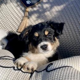 Miniature Australian Shepherd Puppies from DLT MiniAussie