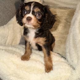 Penelope - Cavalier King Charles Spaniel