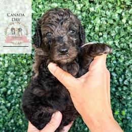Canada Dry - Blue merle male Aussiedoodle puppy in Corydon, Indiana from Ridgeline Doodles