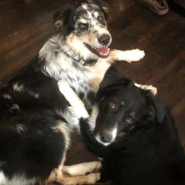 Australian Shepherd All Grown Up from K & R Australian Shepherds