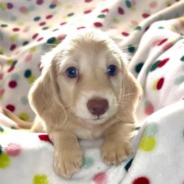 AKC Light Eye Girl - 4500 - Cream female Dachshund puppy in Ocala, Florida from Island Farms Mimi’s Dachshunds Florida