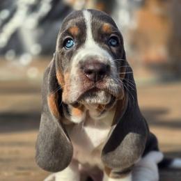 Drogon - Blue tan and white male Basset Hound puppy in West Chester, Ohio from Bed-N-Bassets