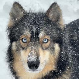 Teddie - Siberian Husky