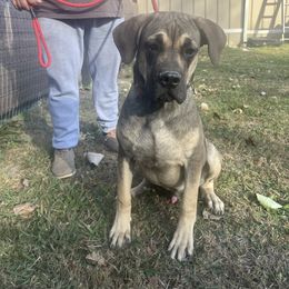 Cane Corso puppies from Darkside Kennel