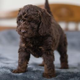 Roo - Red phantom female Aussiedoodle puppy in Casa, Arkansas from Blue Diamond Puppies