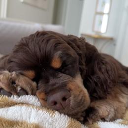 Cocker Spaniel All Grown Up from Southern Country Cockers