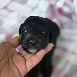 Tux - Black and white male Aussiedoodle puppy in San Antonio, Texas from Av’s Poodles and Doodles