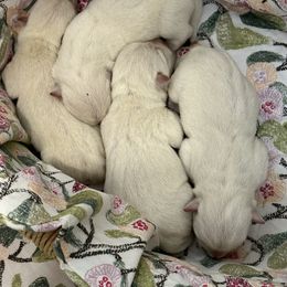 Girl 1 - White female West Highland White Terrier puppy in Scurry, Texas from Karen Williams's West Highland White Terriers & Pembroke Welsh Corgis