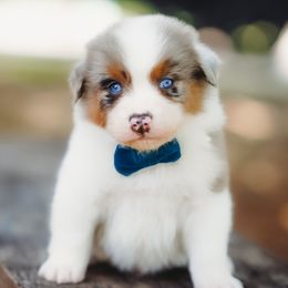 Buzz - Blue merle male Australian Shepherd puppy in Austin, Texas from Sweetwater Australian Shepherds