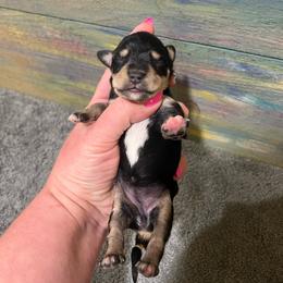 Girl 2 black and tan - Black female Miniature Schnauzer puppy in Hickory Grove, South Carolina from Oopsie Doodles