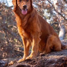 Golden Retriever Puppies from True Grit Golden Retrievers