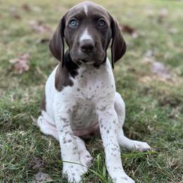 June - Purple Collar - Liver and white female German Shorthaired Pointer puppy in Conroe, Texas from Tipsy Rabbit GSP TopDog Kennel