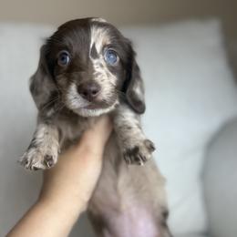 Coco - Dapple female Dachshund puppy in Menifee, California from TeenieWeenieDoxies