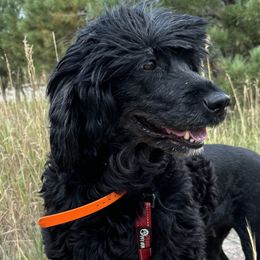 Magellan's Suddenly Last Summer by Seaworthy - Portuguese Water Dog
