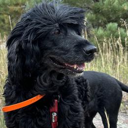 Magellan's Suddenly Last Summer by Seaworthy - Portuguese Water Dog