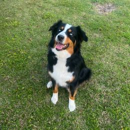 Australian Shepherds from Down Under Pups