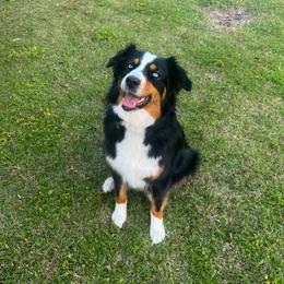 Australian Shepherds from Down Under Pups