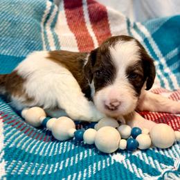 Hazel - Cream female Aussiedoodle puppy in Taylor, Missouri from Pawsitively Doodles