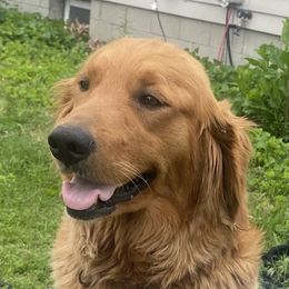 Honey - Golden Retriever