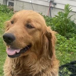Honey - Golden Retriever