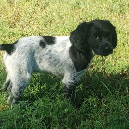 French Brittany Puppies from Dakota Point Kennel