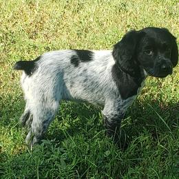 French Brittany Puppies from Dakota Point Kennel
