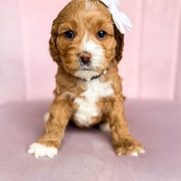 Twilight - Buff and white female Cockapoo puppy in West Haven, Utah from Split Mountain Doodles