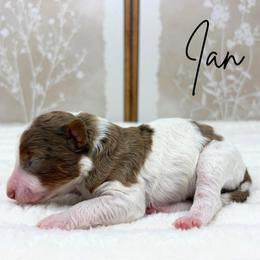 Ian - Brown and white male Bernedoodle puppy in Austin, Texas from Boutique Bernedoodles & Co.