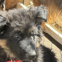 German Shepherd Puppies from Brooks High Quality Breeders