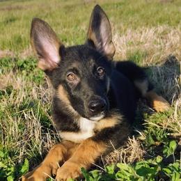 Ivy - Black female German Shepherd puppy in Holden, Missouri from Shiloh's Shepherds & Ridgebacks