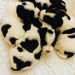 Russell Terrier Puppies from Bluegrass Russell Terriers