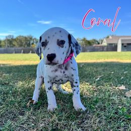Coral - White and liver brown female Dalmatian puppy in Joplin, Missouri from Ruffles, Ridges, & Spots!