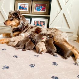 Australian Shepherd Puppies from WigglyButts Aussies LLC