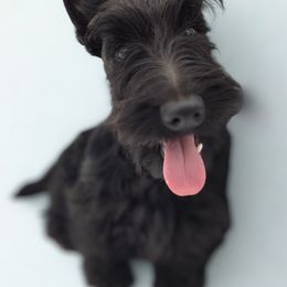 Girl 1 - Black Scottish Terrier puppy in Seymour, Missouri from Fairview's Precious Pups