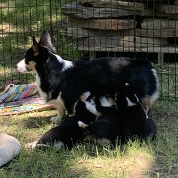 Pembroke Welsh Corgi Puppies from Trails End Corgis
