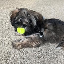 Lhasa Apso Puppies from Cynthia's Lhasa Apsos