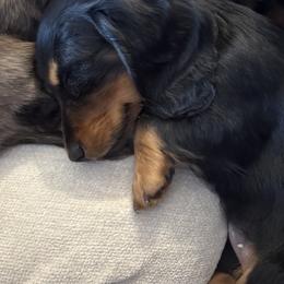Dachshund Puppies from Birkin’ Paws
