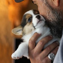 Pembroke Welsh Corgis from Stumptown Corgis
